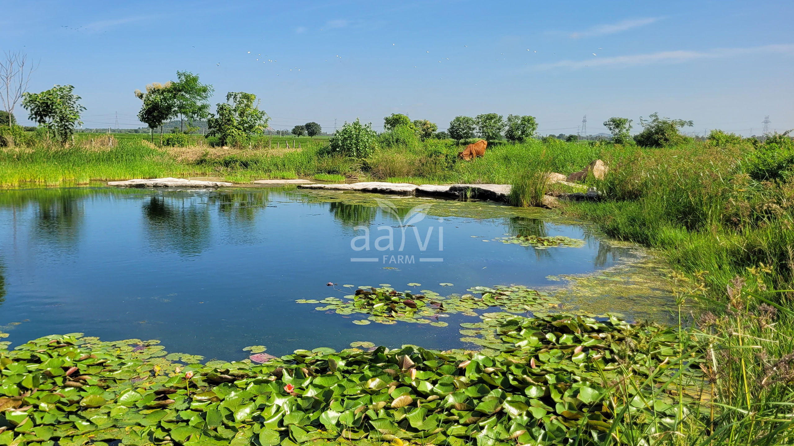 Aarvi Farm